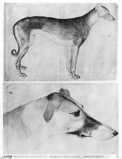Greyhound and Head of a Greyhound, from the The Vallardi Album by Antonio Pisanello